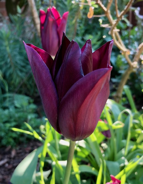 Tulipa ‘Negrita’