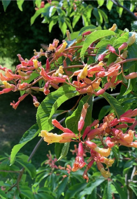 Aesculus x mutabilis ‘Penduliflora’