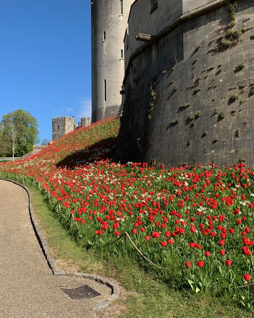 Apeldoorn tulips at Arundel