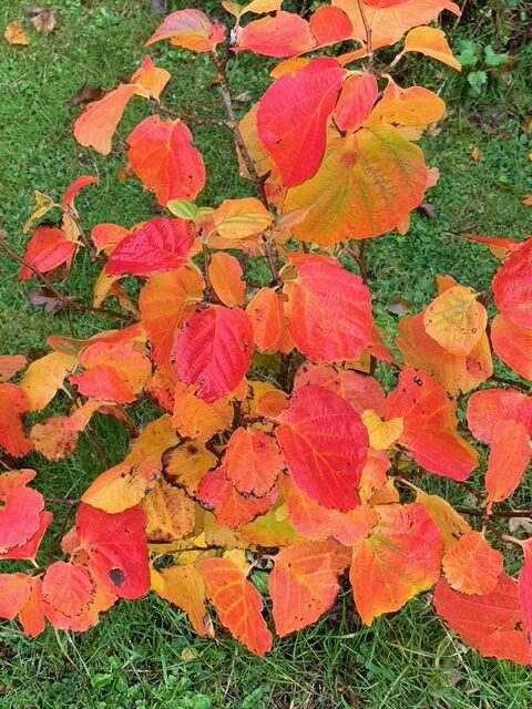 Fothergilla