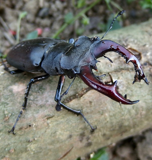 Stag beetle