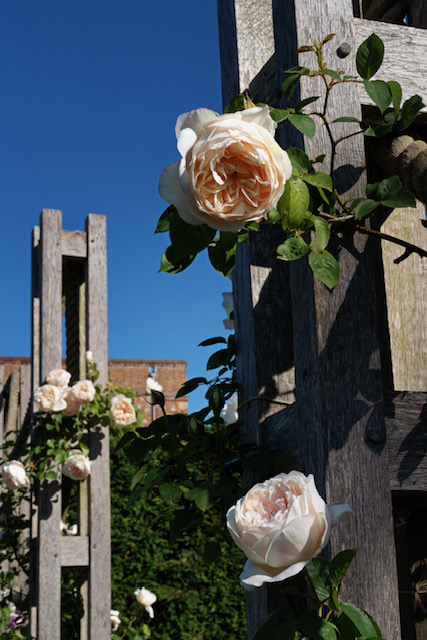 Glyndebourne - Rosa Glyndebourne