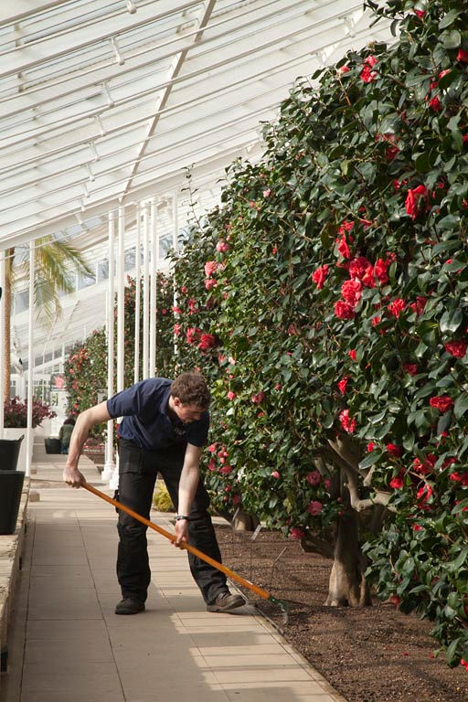 Chiswick House - camellias