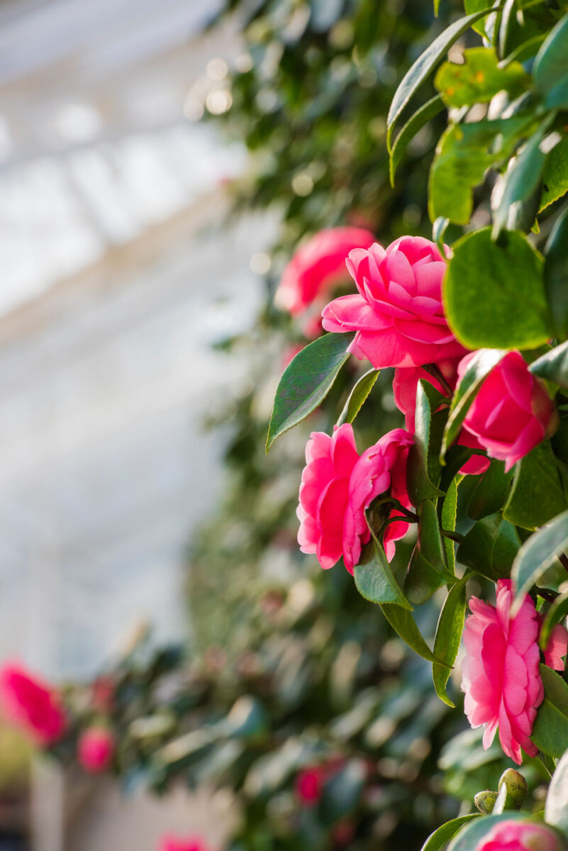 Chiswick camellias