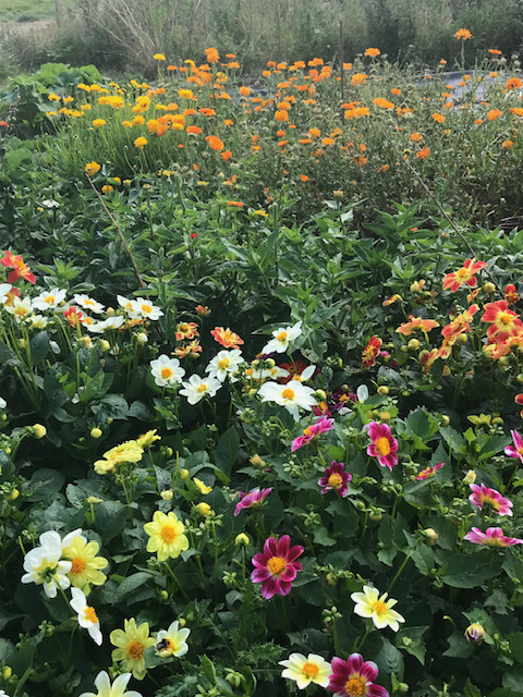 Glyndebourne - the dyers garden