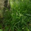 Melica uniflora f albida AGM