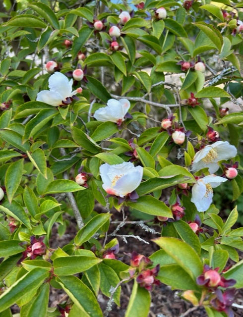 Stewartia rostrata