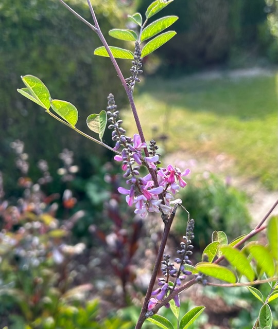 Indigofera ambylantha