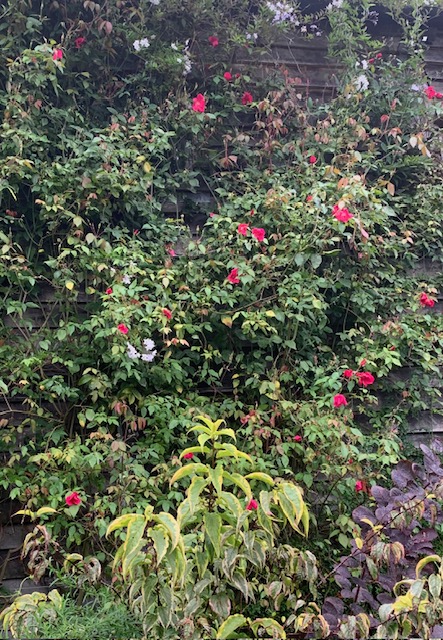 Rosa Bengal Crimson