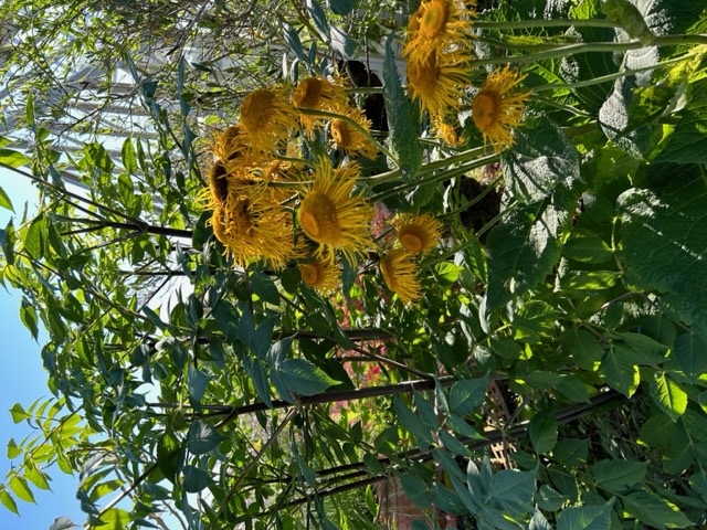 Dahlia imperialis and Telekia specious