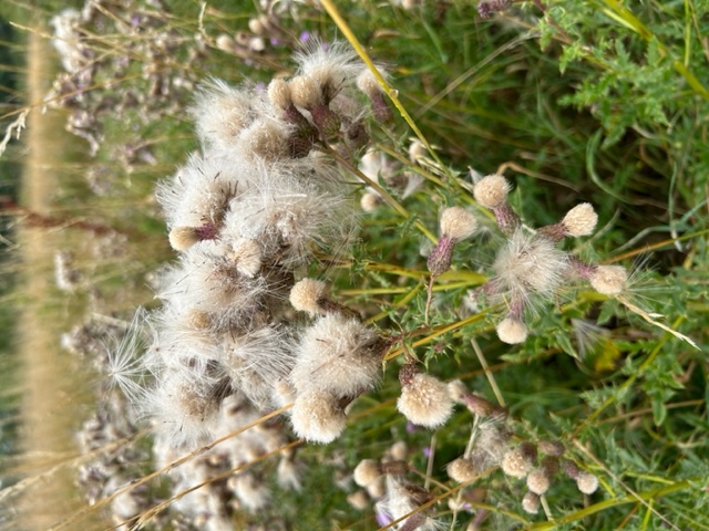 Thistle