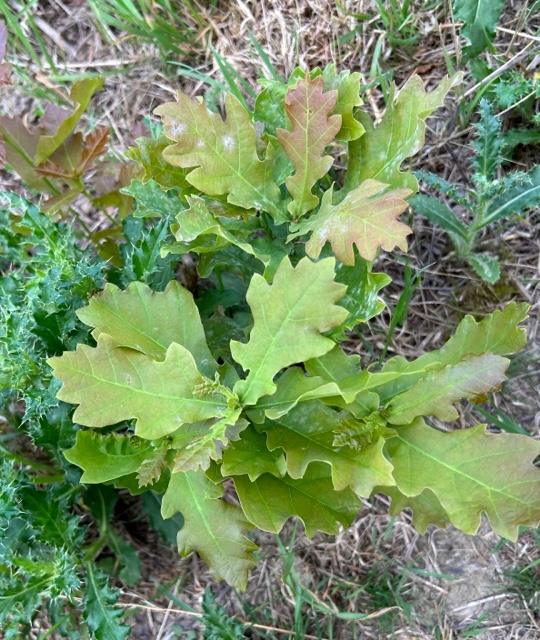 Oak sapling