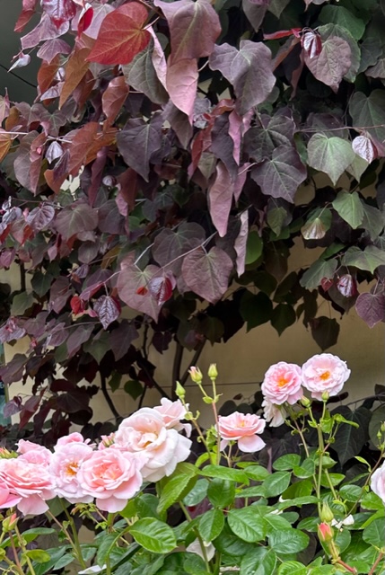 Cercis Forest pansy