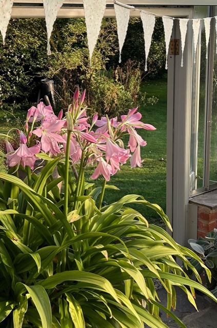 Crinum moorrei