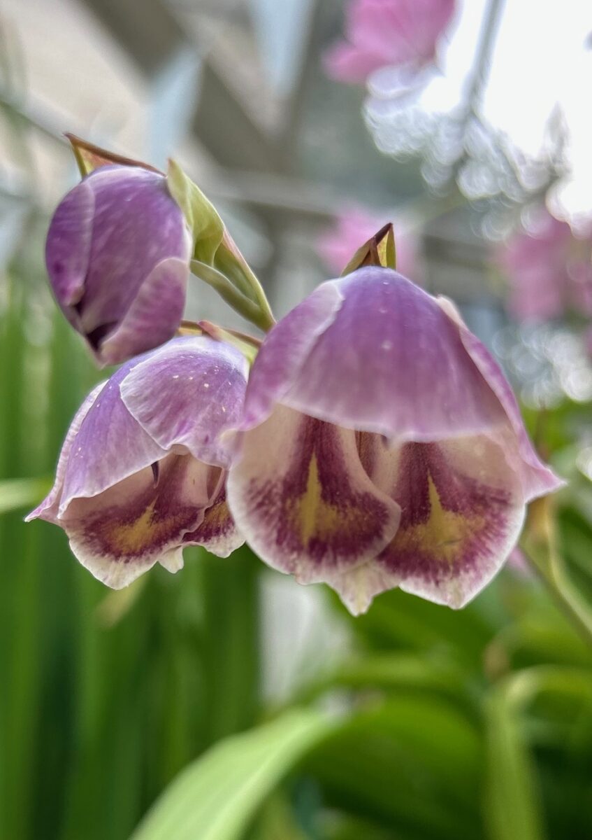 Gladiolus papilio