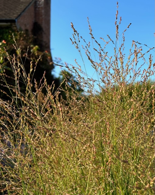 Panicum