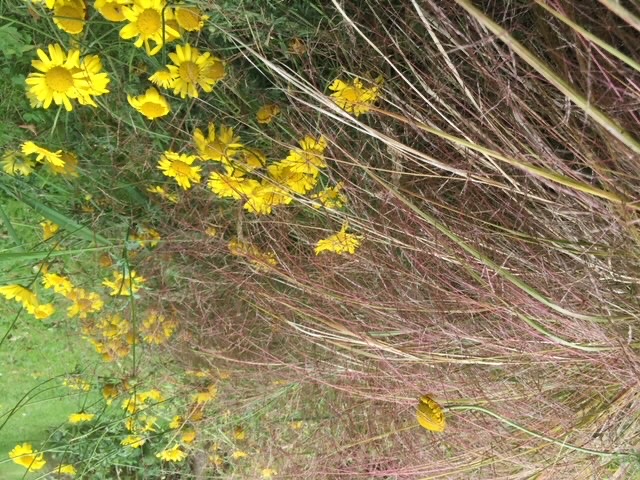 Pheasant’s tail grass