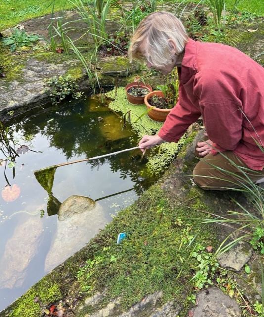 Pondweed