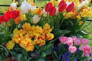 Tulips at Arundel