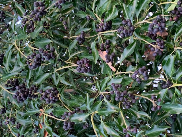 Hedera helix berries ivy
