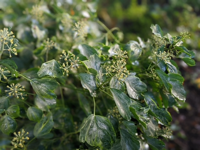 Ivy Hedera helix ‘Arborescens Variegata’