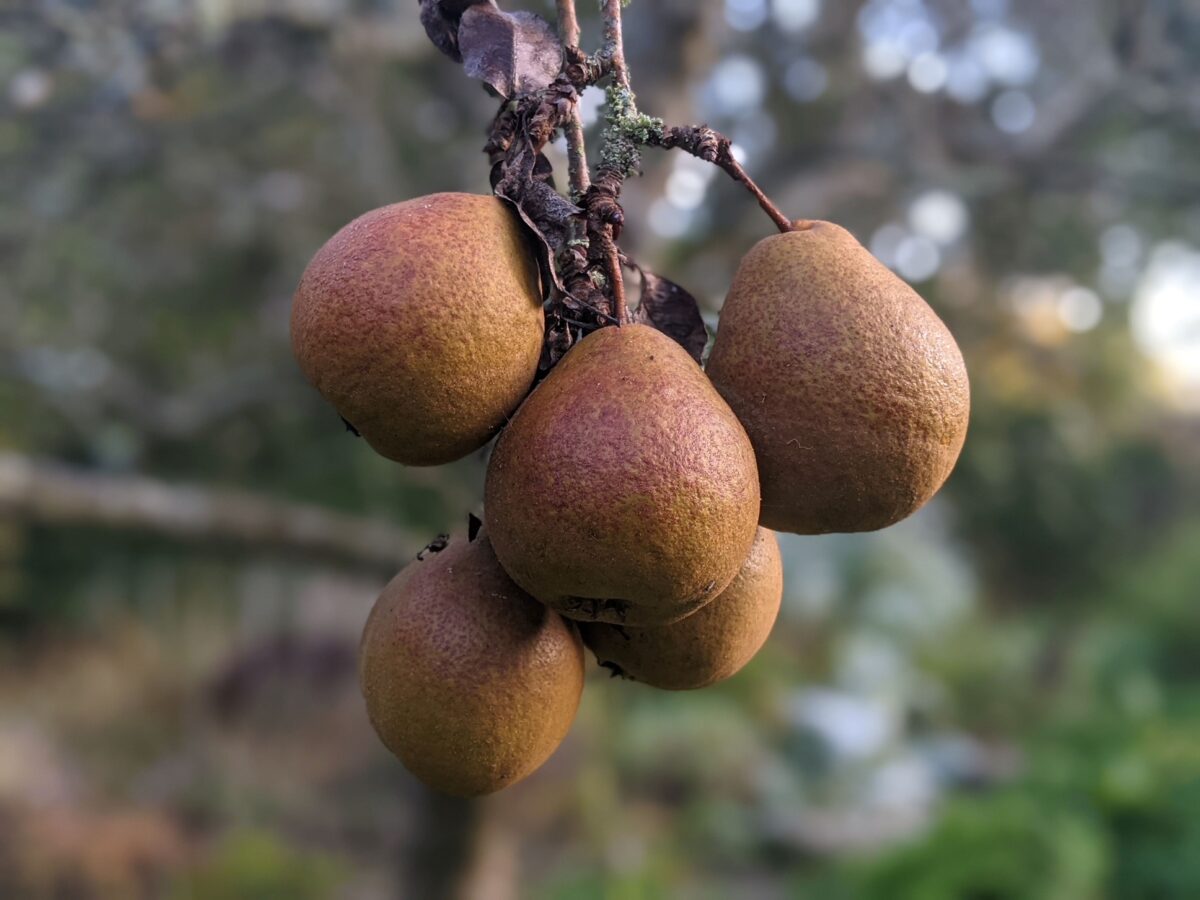 Pyrus communis Black Worcester