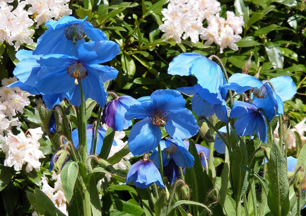 Himalayan blue poppy - Meconopsis ‘Lingholm’
