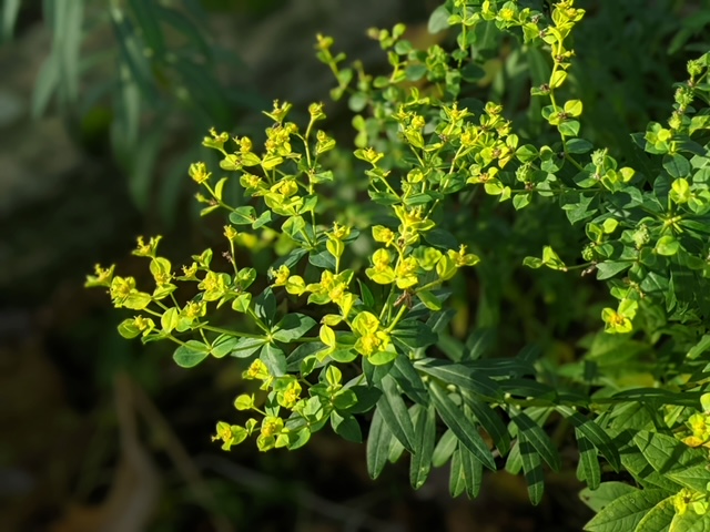 Euphorbia margalidiana AGM