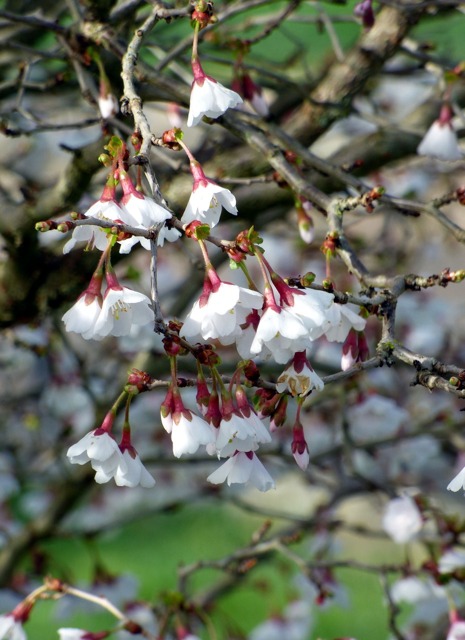 Prunus incisa 'Kojo-no-mai'