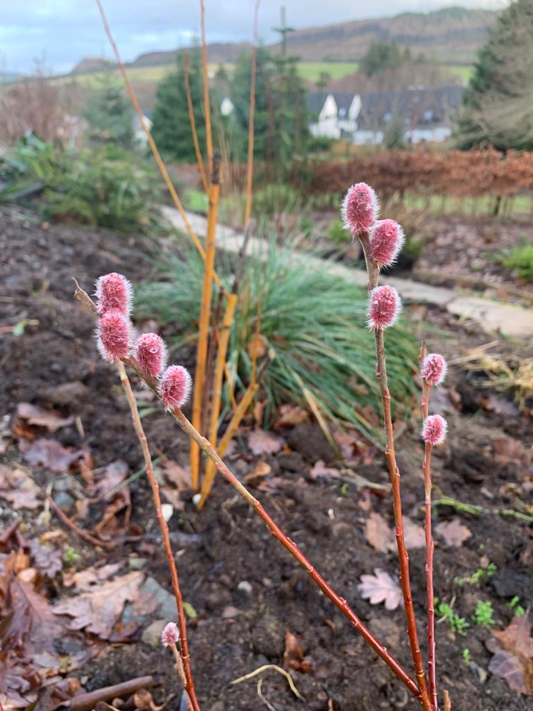 Japanese pink pussy willow - Salix gracilistyla ‘Mount Aso’