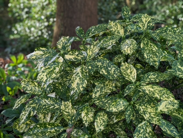 Aucuba japonica ‘Crotonifolia’