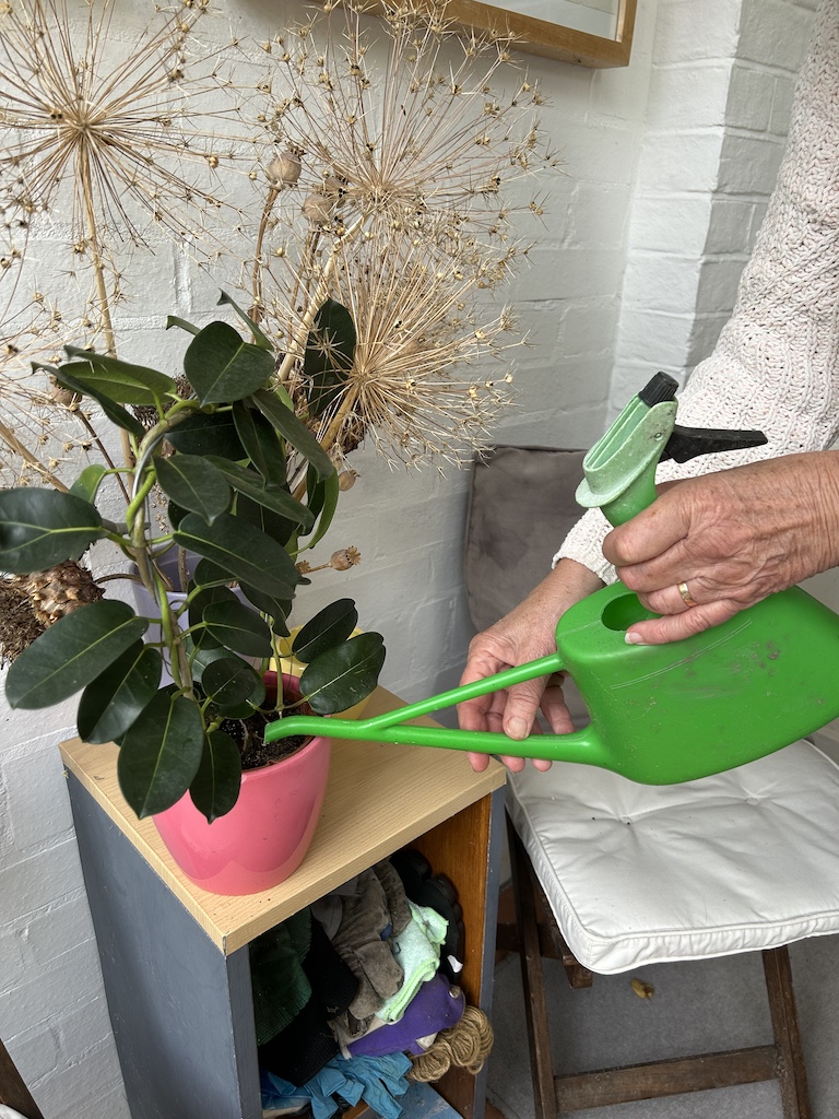watering houseplants