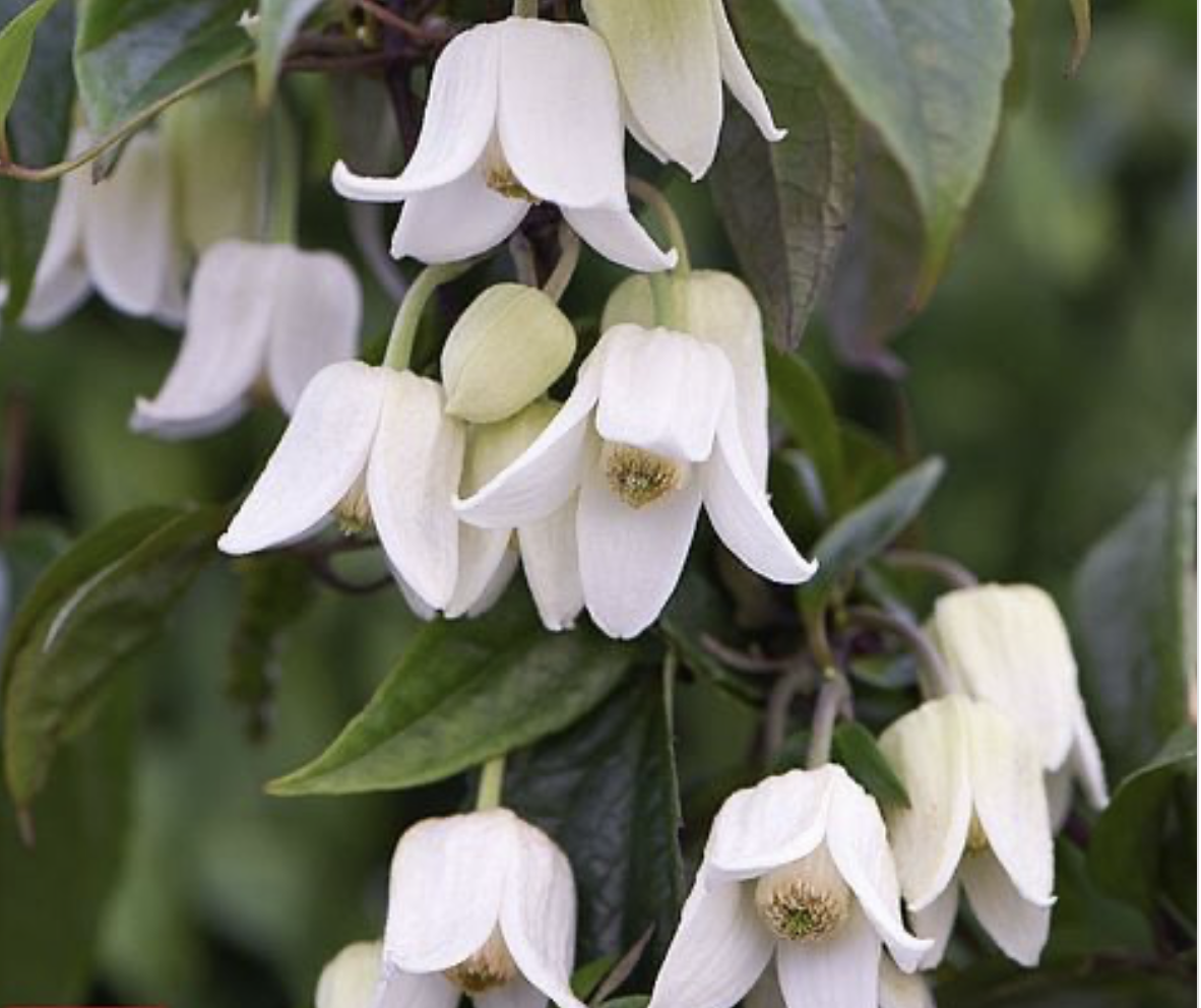 Clematis urophylla 'Winter Beauty'