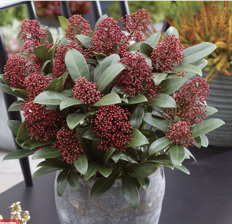 Skimmia japonica 'Rubella'