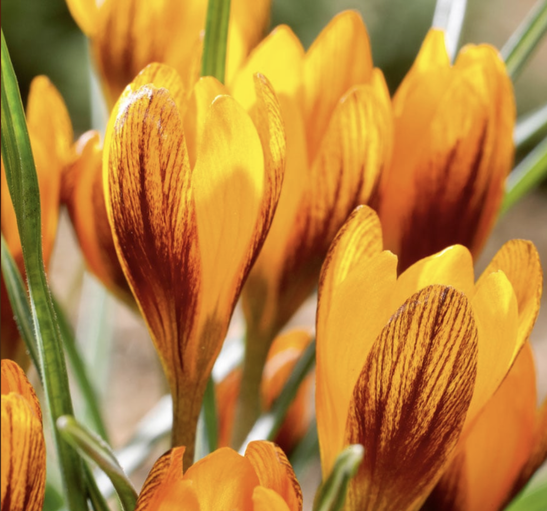 Crocus olivieri subsp. balansae 'Orange Monarch'