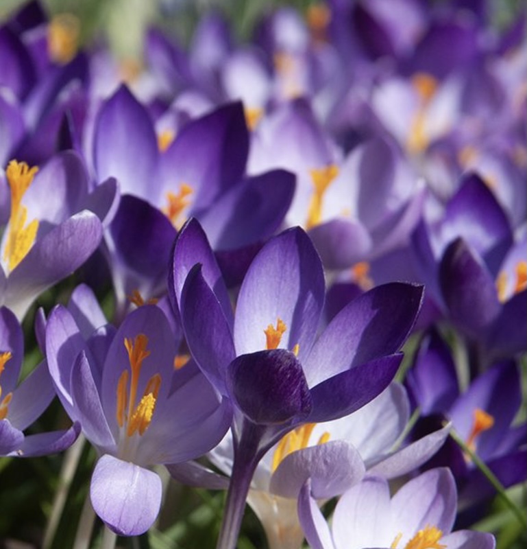 Crocus Tommasinianus bulbs