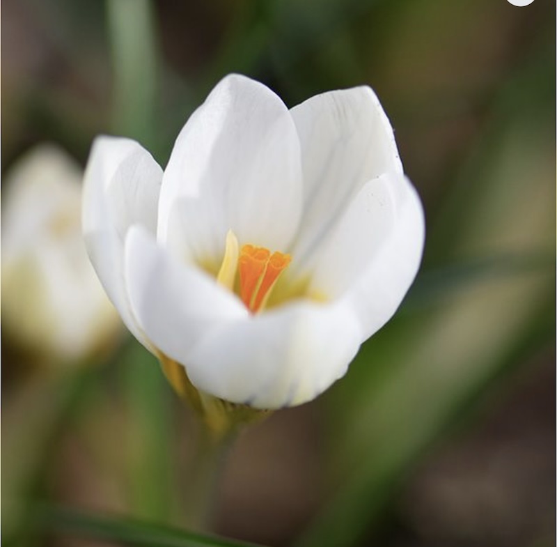 Crocus Chrysanthus 'Snow bunting'