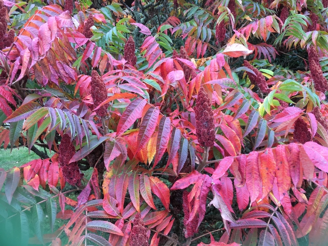 Rhus typhina - Stags Horn Sumach