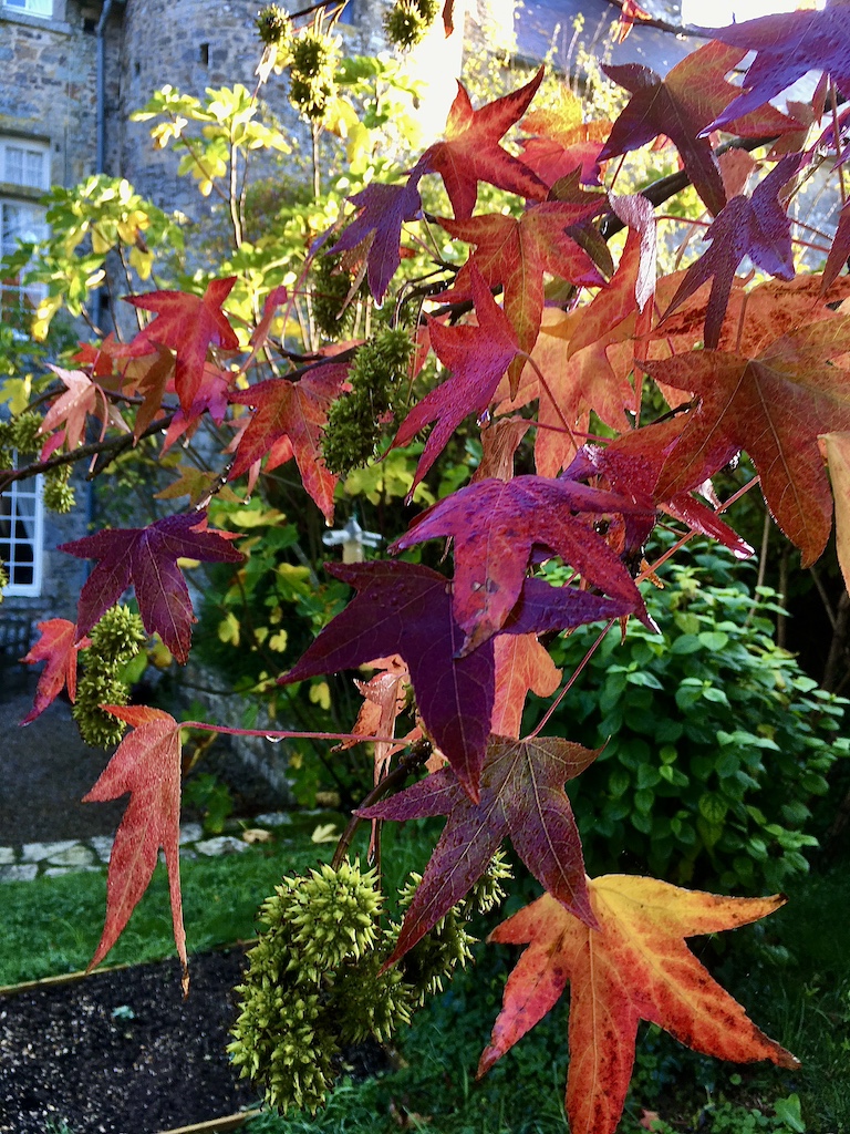 Liquidambar styraciflua 'Worplesdon'