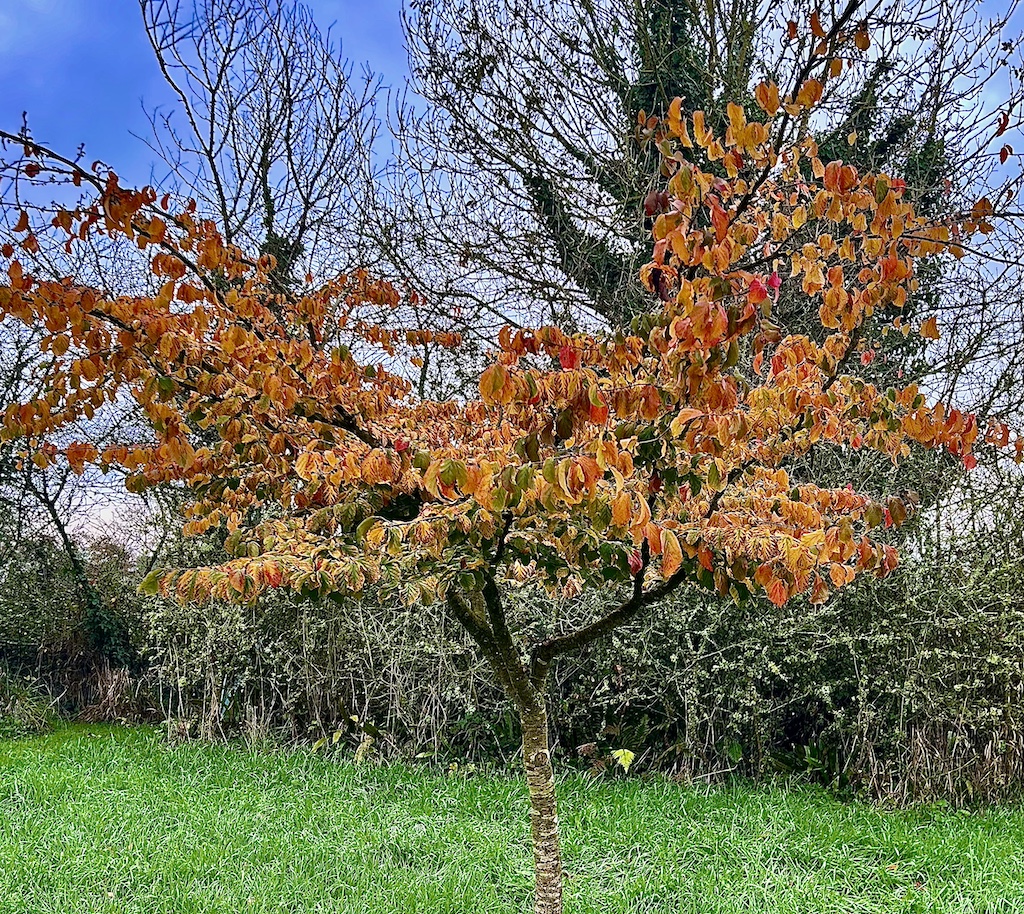 Parrotia persica - Persian ironwood