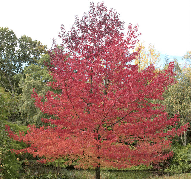 Liquidambar styraciflua 'Worplesdon' (Mature Tree)