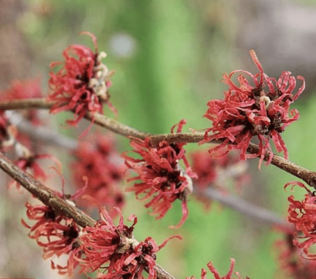 Hamamelis x intermedia 'Diane'