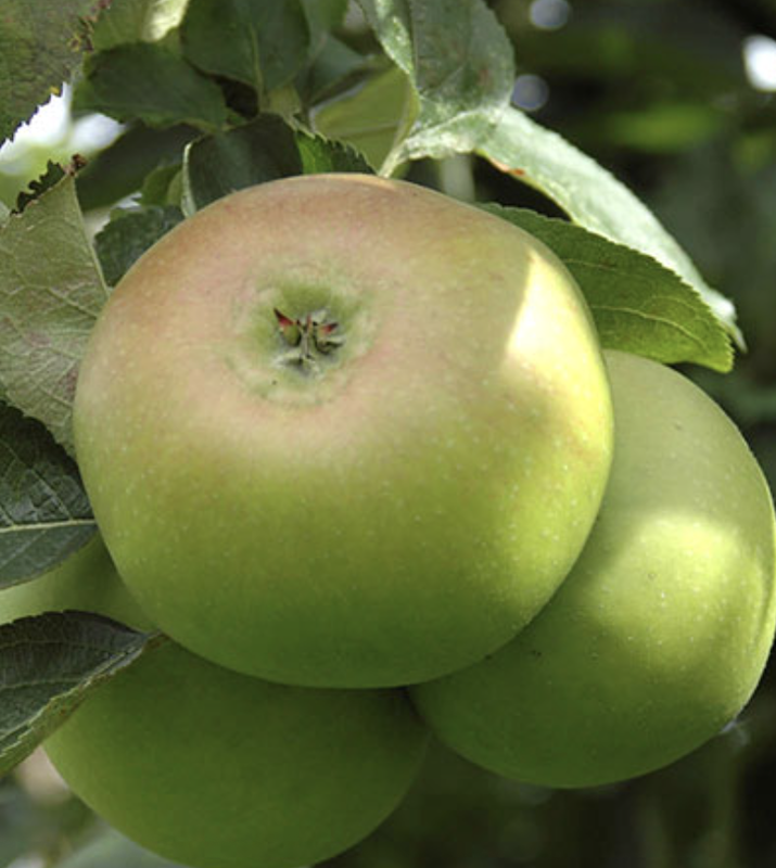 'Bramley' apple tree