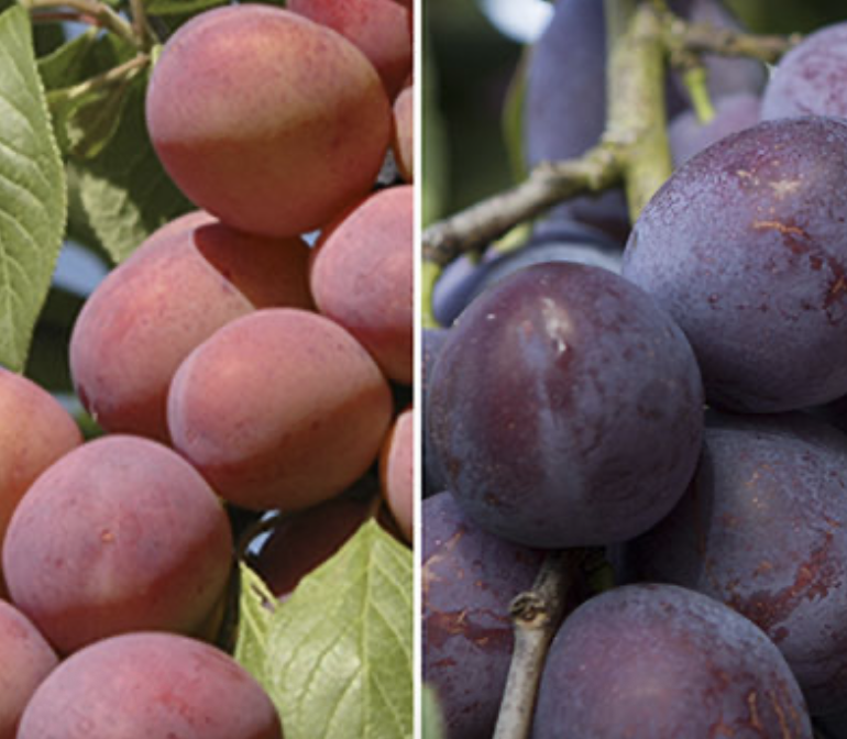 Duo Fruit Tree - Plum 'Victoria' & 'Czar'