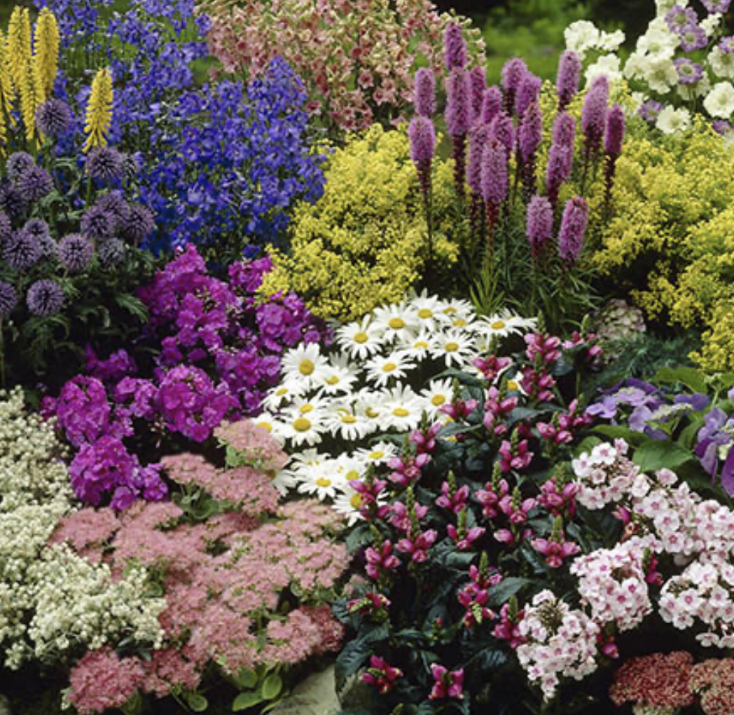 Hardy perennial plant - Lucky Dip