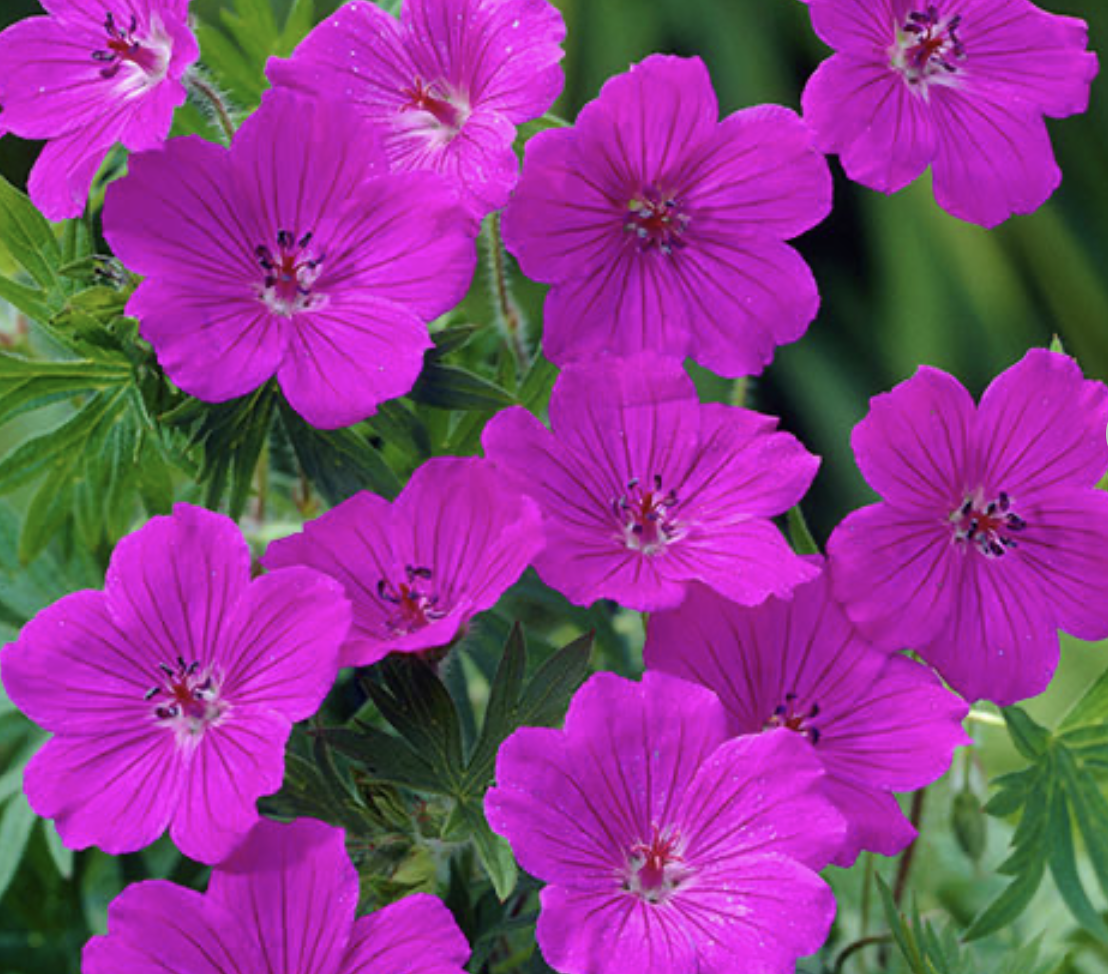 Hardy Geranium 'Tiny Monster' Cranesbill