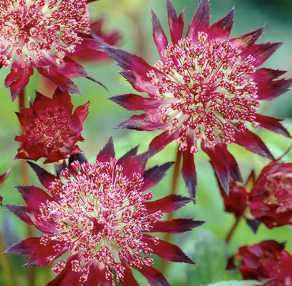 Astrantia 'Claret'