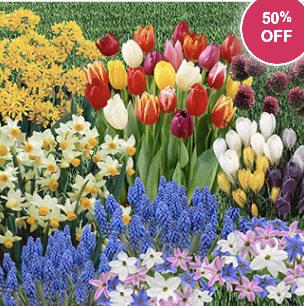 Spring flowering bulbs