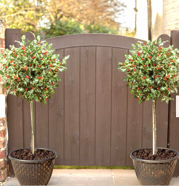 Pair of Standard Holly Trees
