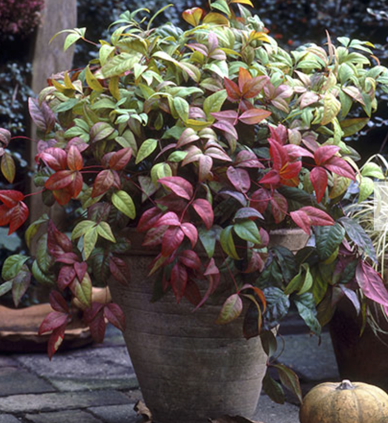 Nandina 'Firepower'
